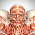 پاورپوینت آناتومی ناحیه سر و گردن بدن انسان به زبان انگلیسی